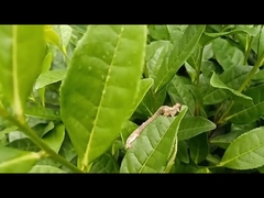 Hama geometrid teh efektif pestisida pertanian EoNPV.Bt