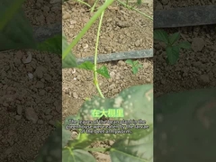 Insektisida organik SeNPV beet armyworm larva makan berbagai tanaman brokoli Kubis