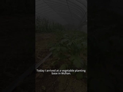 Larva beet armyworm memakan berbagai tanaman termasuk tanaman tomat