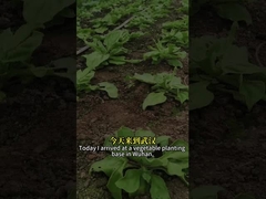 Virus serangga insektisida biologis yang sangat efisien SeNPV dan Bacillus Thuringiensis