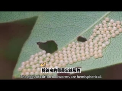 Biopesticide Biopesticide yang sangat terkenal adalah HaNPV.Bt untuk cacing boll Untuk penggunaan pertanian