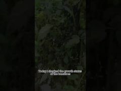 Pestisida biologis penyakit busuk daun tomat Pengendalian hayati penyakit busuk daun tomat