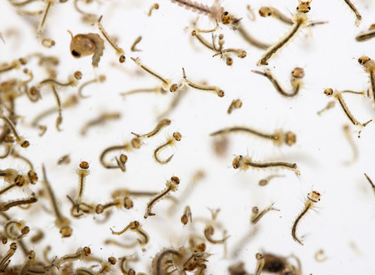 Best Anti Wriggler Microbial Insecticide Bti Good Effect on Mosquito Larvae 