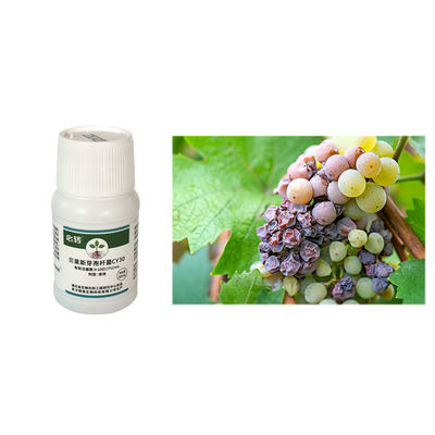 Suitable for tea tree field crop vegetable fruit tree melon Bacillus Velezensis improve fertilizer efficiency CY30