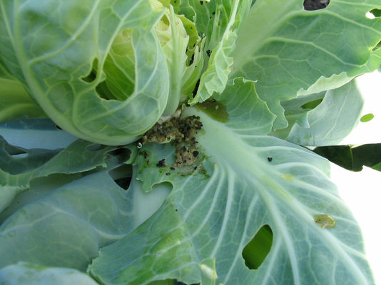 Bacillus Thuringiensis PrGV Cabbage Vegetable Broccoli Bio Pesticide Caterpillar Without Chemical Residue