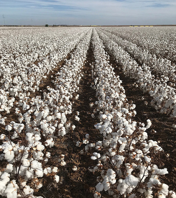 Significant aftereffect organic cotton pesticide North America African Columbia Peru Customer