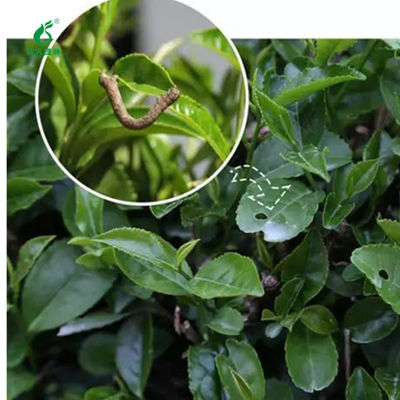Organic Pesticide Good Taste Kill Tea Geometrid Worm Fly Without Residue