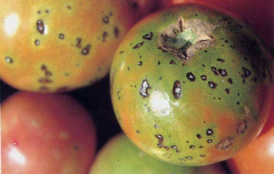 Fertilizer CY30 Increase Yield Improve Quality Tomato Prevent Leaf Mildew Fusarium Wilt