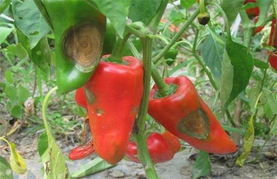 Bacillus Velezensis Biocide Robust Seedlings Large Leaves Irrigation Root Melon Tomato  