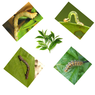 Black Tea Pest Geometer Killer Pesticide 10 million PIB/mL EoNPV 2000IU/mL Bt 