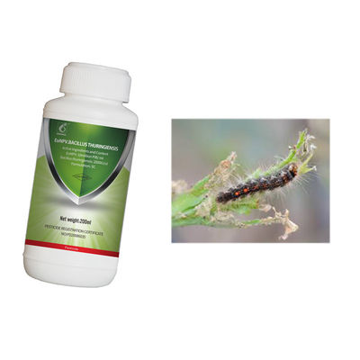 Organic Tea Tree Insecticide Eliminate Garden Tea Geometrid Worm Control