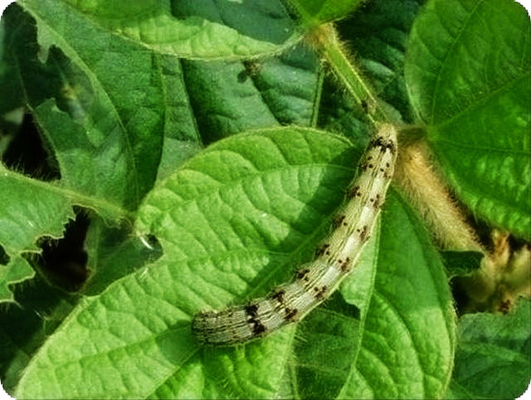 Special effect on helicoverpa armigera killing Unioasis biological preparation cotton pesticide