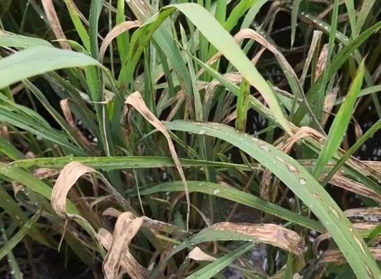 Antibiotic Bacterial Rice Fungicides Kasugamycin Wide Application Spray Dropping