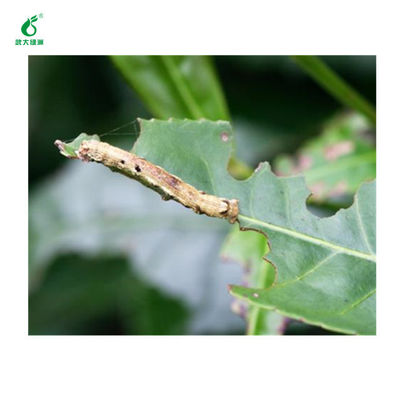 Organic Pesticide Good Taste Kill Tea Geometrid Worm Fly Without Residue