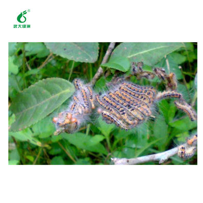 Ectropis Obliqua Nuclear Polyhedrosis Virus Extract EoNPV Bt Organic Pesticide Tea Pest Killing