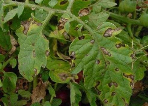 Microbial Agent Used with Most Pesticides Fungicides Cure Tea Plants Strawberry Disease