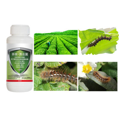 Certified Natural Organic Pesticide Kill Tea Geometrid Fly Insecticide